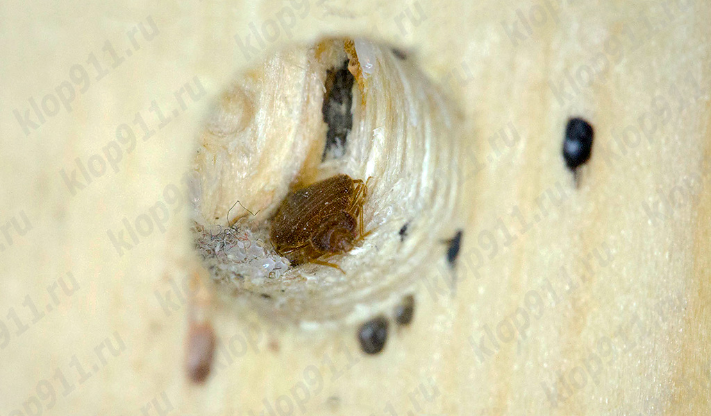 Nest van de bedwants in meubilair