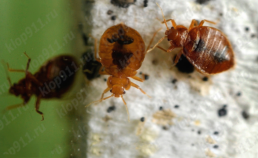 Bedwantsen op de matras