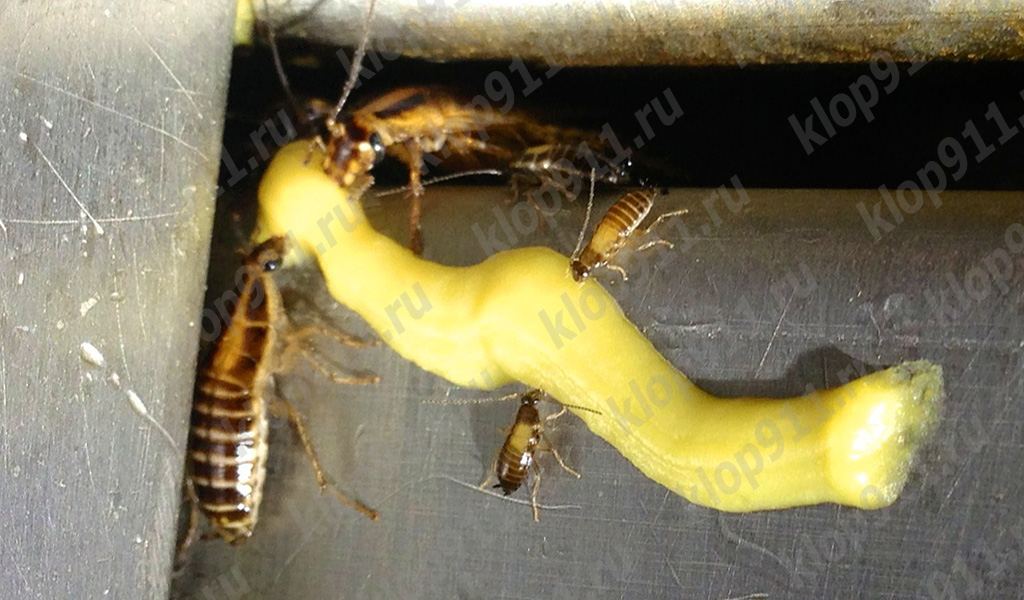 Kakkerlakken eten de gel
