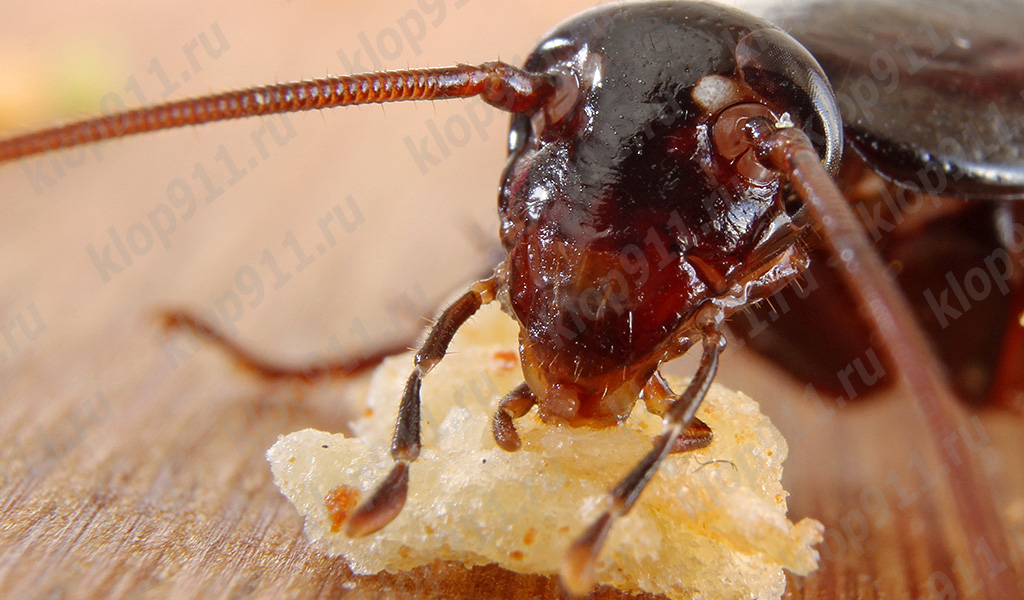 Kakkerlak eet brood (macrofotografie)