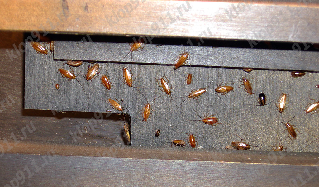 Nest van rode kakkerlakken in meubilair