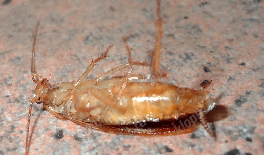 Dode kakkerlak