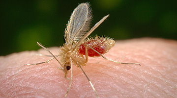 Insecten