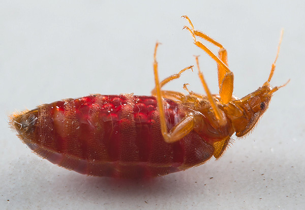 Wij helpen bij de bestrijding van insecten